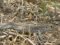 Aspidoscelis marmoratus