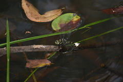 Anax immaculifrons