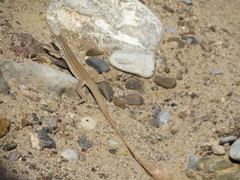 Aspidoscelis marmoratus