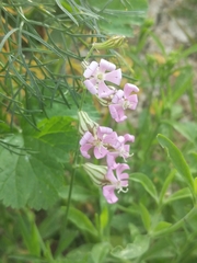 Silene secundiflora