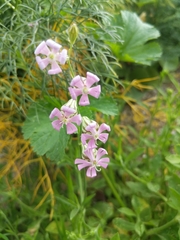 Silene secundiflora