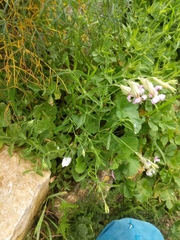 Silene secundiflora