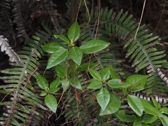(c) angryphyco, some rights reserved (CC BY) Rhododendron ovatum, photograph (c) angryphyco, some rights reserved (CC BY)