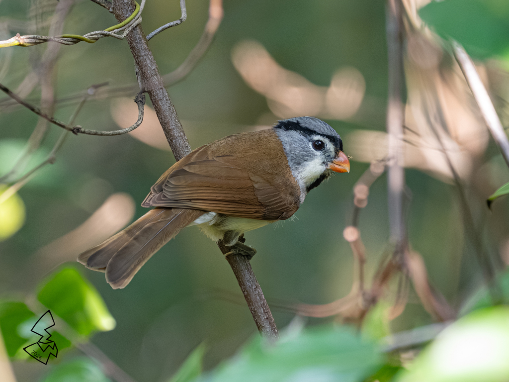 Gray-headed Parrotbill