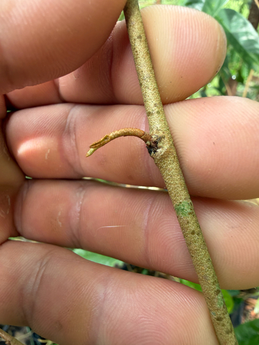 Durio zibethinus
