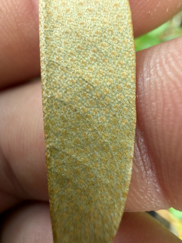 Durio zibethinus