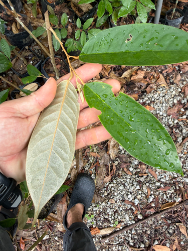 Durian (Durio zibethinus)