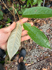 Durian (Durio zibethinus)