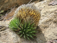 Agave victoriae-reginae