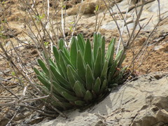 Agave victoriae-reginae swobodae
