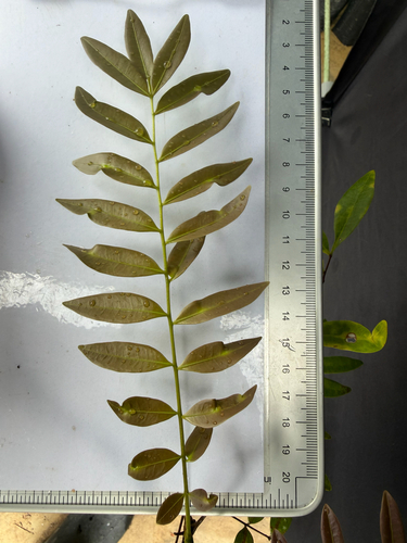 Eurycoma longifolia, photograph 4