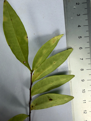 Eurycoma longifolia, photograph (c) Adam Kamal, some rights reserved (CC BY)