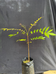 Eurycoma longifolia, photograph (c) Adam Kamal, some rights reserved (CC BY)