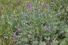 Astragalus skvortsovii