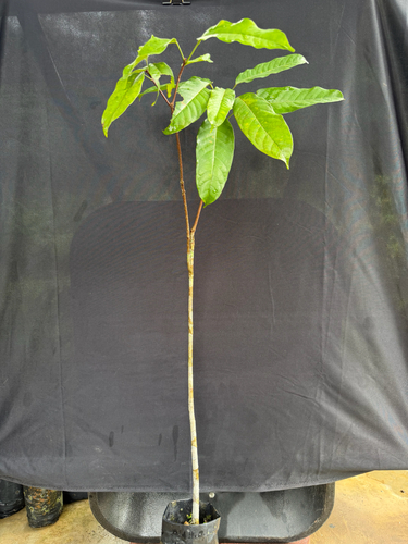 Lance-leaved Sterculia (Sterculia lanceolata)