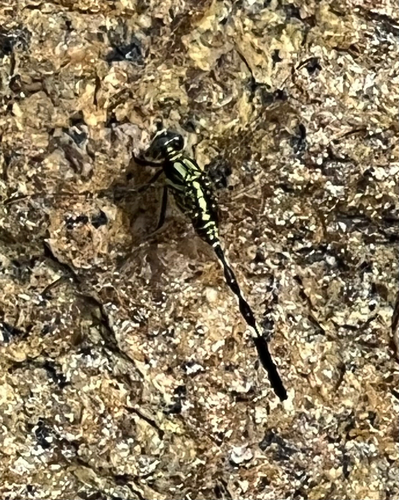 Orthetrum sabina