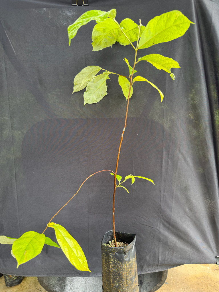 An tức hương – Styrax benzoin