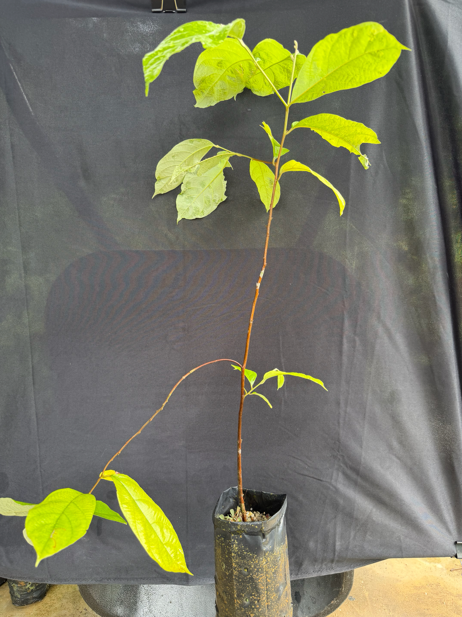 Sumatra Benzointree (Styrax benzoin)