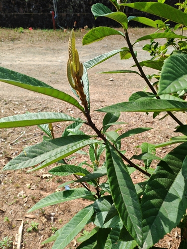 Loquat