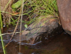 Austroaeschna subapicalis