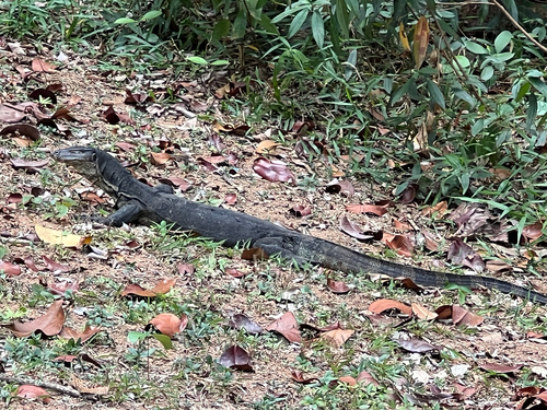 Varanus salvator