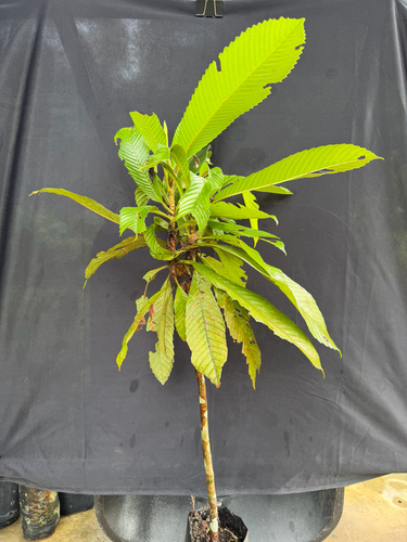 Chulta (Dillenia indica)