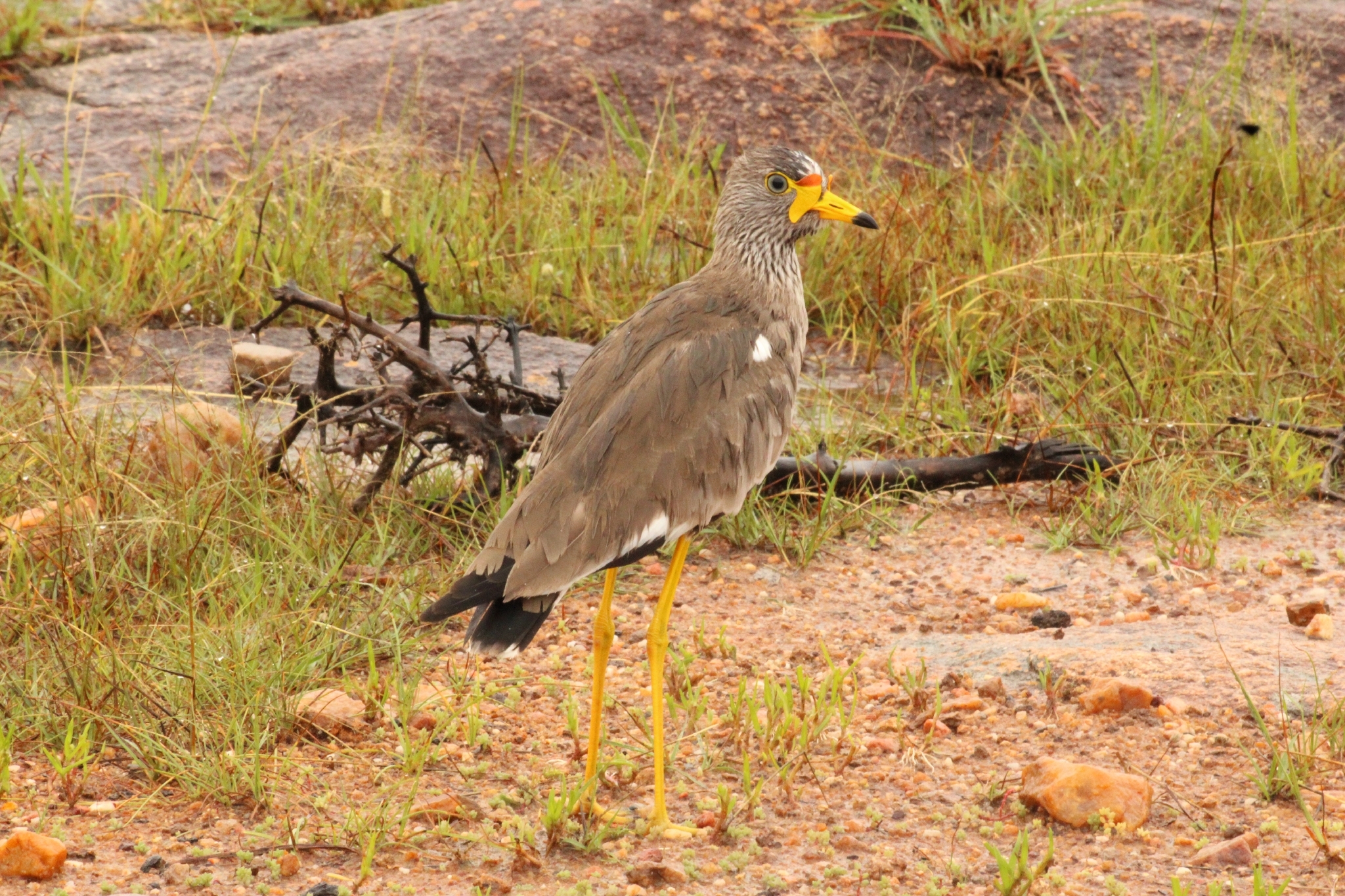 African Wattled Lapwing (Vanellus senegallus), photo 5
