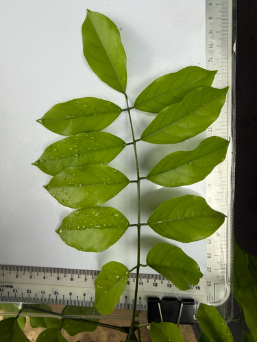 Adinobotrys atropurpureus, photograph 4
