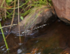 Austroaeschna subapicalis