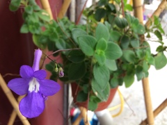 Streptocarpus saxorum