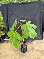 (c) Adam Kamal, some rights reserved (CC BY) Sterculia macrophylla, photograph (c) Adam Kamal, some rights reserved (CC BY)