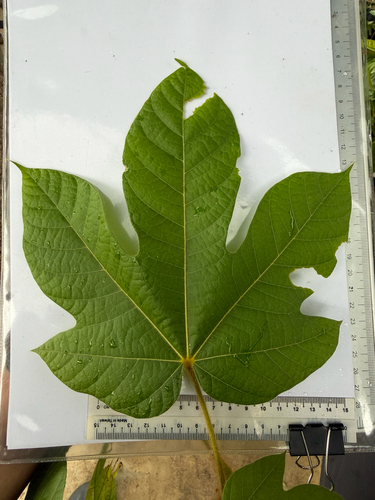 Sterculia macrophylla, photograph 3