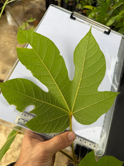 (c) Adam Kamal, some rights reserved (CC BY) Sterculia macrophylla, photograph (c) Adam Kamal, some rights reserved (CC BY)