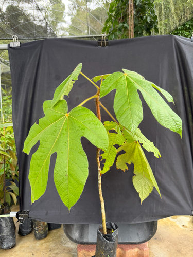 Sterculia macrophylla, photograph 1