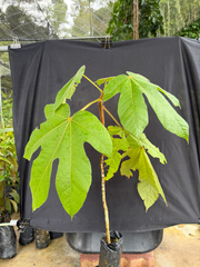 (c) Adam Kamal, some rights reserved (CC BY) Sterculia macrophylla, photograph (c) Adam Kamal, some rights reserved (CC BY)