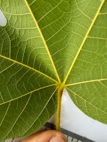 Sterculia macrophylla, photograph 5