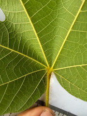 (c) Adam Kamal, some rights reserved (CC BY) Sterculia macrophylla, photograph (c) Adam Kamal, some rights reserved (CC BY)