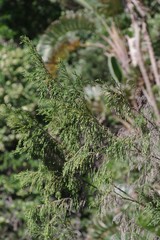 Passerina rigida