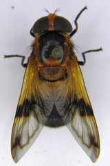 Volucella tabanoides