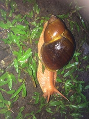 Megalobulimus popelairianus