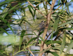 Austroaeschna subapicalis
