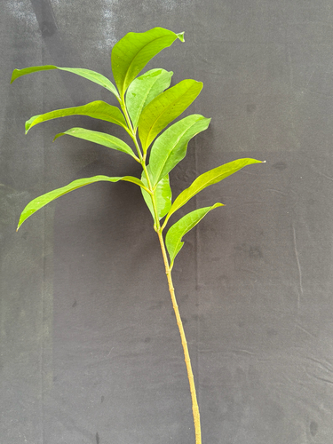 Kopsia arborea, photograph 2