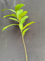 Kopsia arborea, photograph (c) Adam Kamal, some rights reserved (CC BY)
