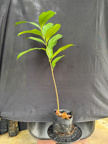 Java prune (Kopsia arborea)
