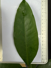 Kopsia arborea, photograph (c) Adam Kamal, some rights reserved (CC BY)