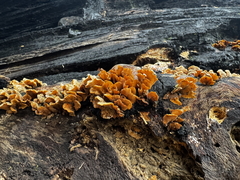 hairy curtain crust hairy curtain crust
