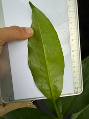 Kopsia arborea, photograph (c) Adam Kamal, some rights reserved (CC BY)