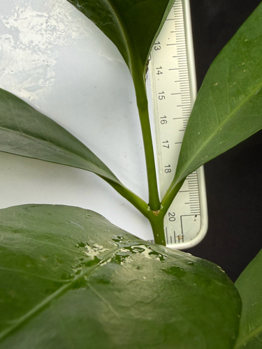 Kopsia arborea, photograph 3