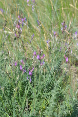 Astragalus skvortsovii
