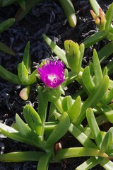 Carpobrotus dimidiatus